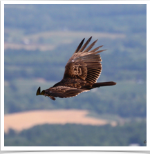 Turkey Vulture - Gliding Turkey Vulture - Gliding